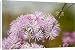 Canvas Prints of Meadow rue (Thalictrum aquilegifolium) from Science Photo Library