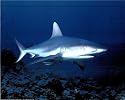 Carl Roessier Tiger Bull Shark Art Print POSTER RARE - 20" x 16"