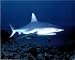 Carl Roessier Tiger Bull Shark Art Print POSTER RARE - 19x13