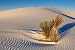 Soaptree Yucca Plant on White Sand Dune - 24"W x 16"H - Peel and Stick Wall Decal by Wallmonkeys