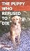 The Puppy Who Refused To Die