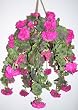 Large Geranium Hanging Basket (plum)