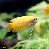 （熱帯魚）ゴールデンハニー・ドワーフグラミー（３匹）　本州・四国限定[生体]