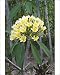 Photographic Prints of WAT-14803 Frangipani - Flower from Ardea Wildlife Pets