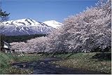 1000ピース 洗沢川の桜並木と鳥海山(山形県) 10-486の画像