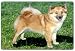 Icelandic Sheepdog Cutting Board