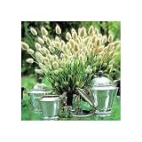 BUNNY TAIL GRASS 100 SEEDS BUNNY TAIL GRASS (Lagurus ovatus) a.k.a. Hare's Tail Grass is a mound-forming Annual type of ornamental grass. Plants produce attractive creamy puff like heads that look astonishingly like little bunny tails hence the name