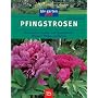 Pfingstrosen