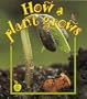 How a Plant Grows (Crabapples)
