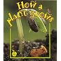 How a Plant Grows (Crabapples)