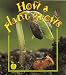 How a Plant Grows (Crabapples)