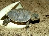 Red-Eared Slider Turtle, Hatching, USA Photographic Poster Print by G. W. Willis, 40x30