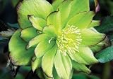 Amazon / Hirts: Helleborus: Jade Tiger Lenten Rose - Helleborus - Shade