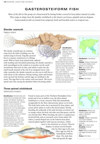 Illustrated World Encyclopedia of Marine Fish and Sea Creatu: A Natural History and Identification Guide to the Animal Life of the Deep Oceans, Open ... Estuaries, and Shorelines of the World