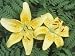 Asiatic Lily Flowers (Lilium) Against a Fern Background, King Pete Variety Photographic Poster Print by Wally Eberhart, 24x32