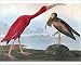 Photographic Prints of AUDUBON SCARLET IBIS. Scarlet ibis (Eudocimus ruber) by John James Audubon for from Granger Art on Demand