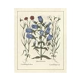 Besler Floral IV Poster Print
