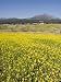 Field of Yellow Rape Seed Flowers and Cherry Trees Beyond, Kyushu, Japan Photographic Poster Print by Chris Kober, 30x40