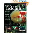 Fancy Goldfish: Complete Guide To Care And Collecting