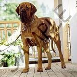 Dogs Brazilian Fila - Brazilian Fila - Iron on Heat Transfers