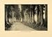 1903 Print Japanese Cedar Japan Cryptomeria Avenue Enami Forest Botany Wood - Original Halftone Print