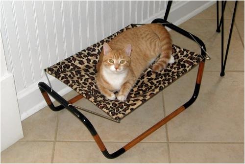 HammoCat
