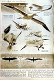 1951 羽の航空機の鳥の Gannet のジェット機の映画館 Dell ガーフィールド ジェット機