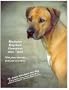 Rhodesian Ridgeback Champions, 2001-2003