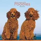 Poodles, Toy and Miniature 2008 Square Wall