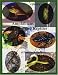 Book Life-Size Amphibians and Reptiles of Southern Ontario