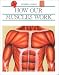 Search : How Our Muscles Work (Invisible World)