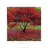 Kitchen & Housewares : Acer by Bent Rej 17 'x 17 ' Canvas Art