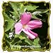 Swamp Rose Mallow (Hibiscus palustris) Jumbo Wildflower Seed Packet - 60 Seeds