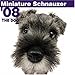   - Miniature Schnauzer 2008 Square Wall Calendar
