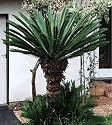 Sago Cycas Palm 10 Seeds Cycas revoluta