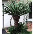 Sago Cycas Palm 10 Seeds Cycas revoluta