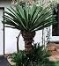 Sago Cycas Palm 10 Seeds Cycas revoluta