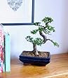 bonsai trees for sale