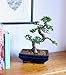 Medium Sized Chinese Elm Bonsai Tree – Shaped (20cm Pot, Av. Height 28-34cm)