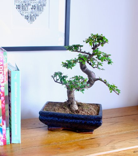 Medium Sized Chinese Elm bonsai tree - Shaped 