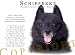Schipperke