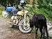 Wallmonkeys Peel and Stick Wall Decals - Moto Royal Enfield Et Vache Sacrée - Removable Graphic