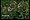 Crown Vetch 8 Plants - Groundcover - Coronilla