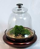 Glass Cloche with Live Victorian Moss - Terrarium -Easy