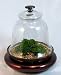 Glass Cloche with Live Victorian Moss - Terrarium - Easy
