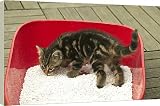 Box Canvas Print of CAT - Tabby Kitten in litter tray from Ardea