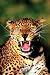 Leopard Poster
