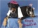 Pet Star Hanukkah Cards - Rottweiler with Dreidel