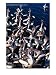 Australian Pelicans on Hastings River Port Macquarie, New South Wales, Australia Animals Photographic Poster Print by John Borthwick, 12x16