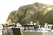 Guess Who's Coming to Dinner?- A very popular photograph of elephants walking through camp in search of the Marula tree flower